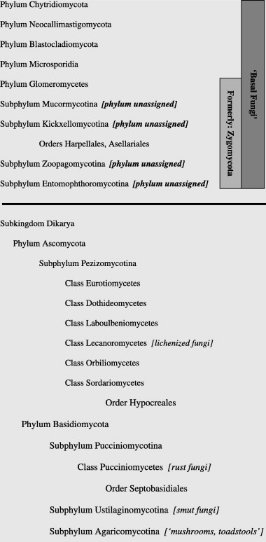 Arbuscular Mycorrhizal Have Been Classified Into The Monophyletic Phylum