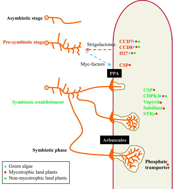 Arbuscular Mycorrhizal Symbiosis