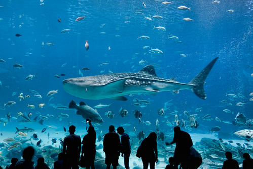 Atlanta Georgia Aquarium Whale Shark
