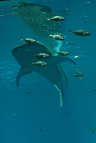 Atlanta Georgia Aquarium Whale Shark