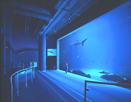 Atlanta Georgia Aquarium Whale Shark