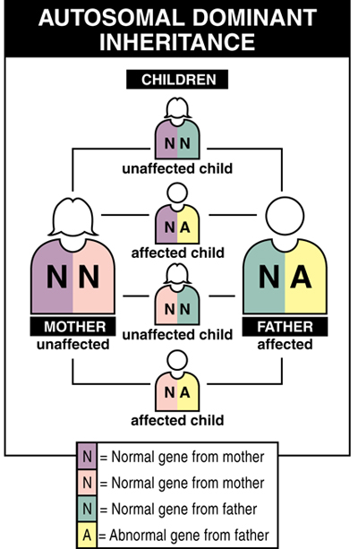 Autosomal Dominant Disorders And Autosomal Recessive Disorders