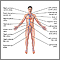 Autosomal Dominant Disorders Mnemonic