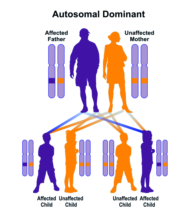 Autosomal Dominant Inheritance