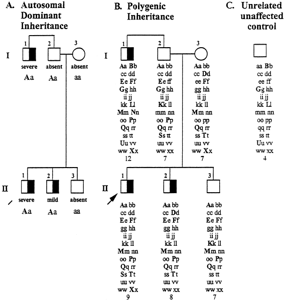 Autosomal Dominant Inheritance Is Shown By All But Which Of The Following