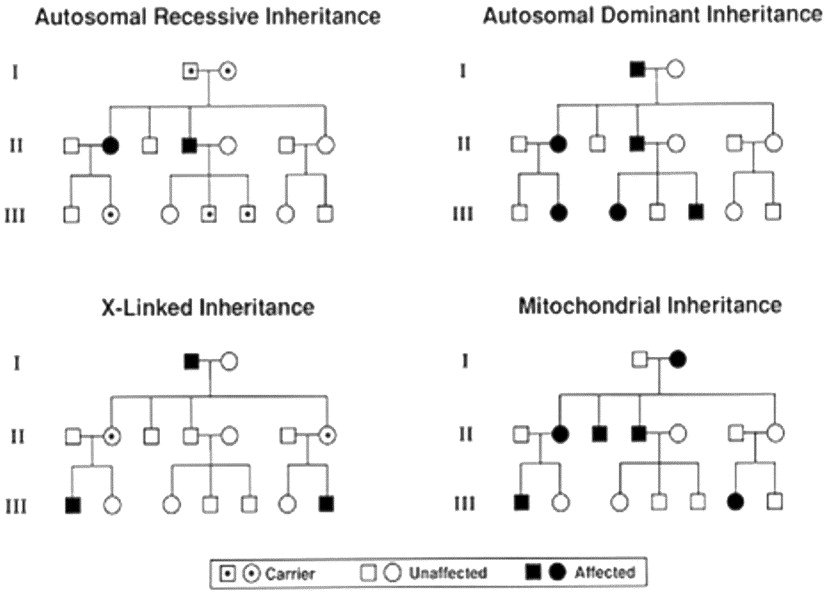 Autosomal Dominant Trait Inheritance