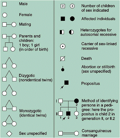 Autosomal Dominant Trait Pedigree