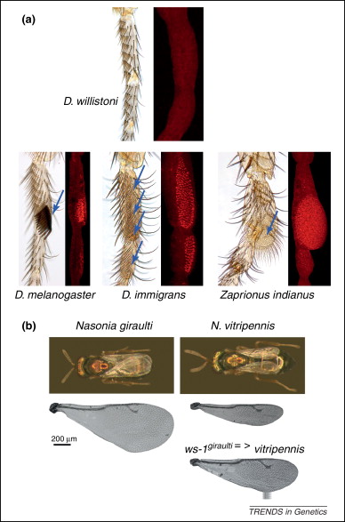 Autosomal Dominant Traits Drosophila