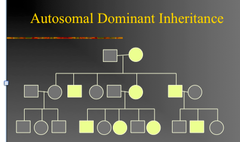 Autosomal Dominant Traits Quizlet