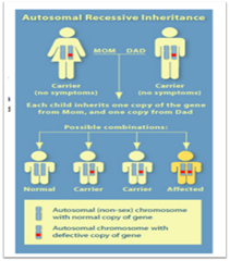 Autosomal Recessive Disorders Are Characterized By