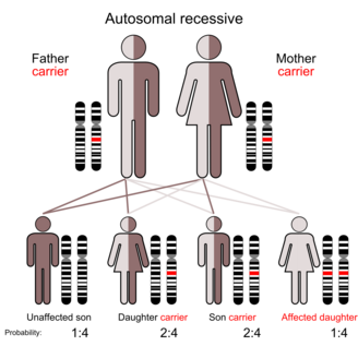 Autosomal Recessive Traits In Humans
