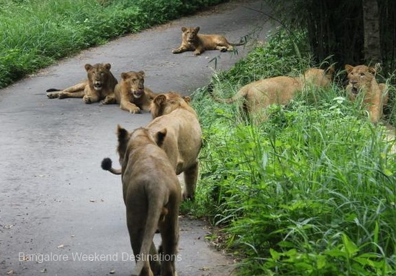 Bannerghatta National Park Bangalore Entry Fee