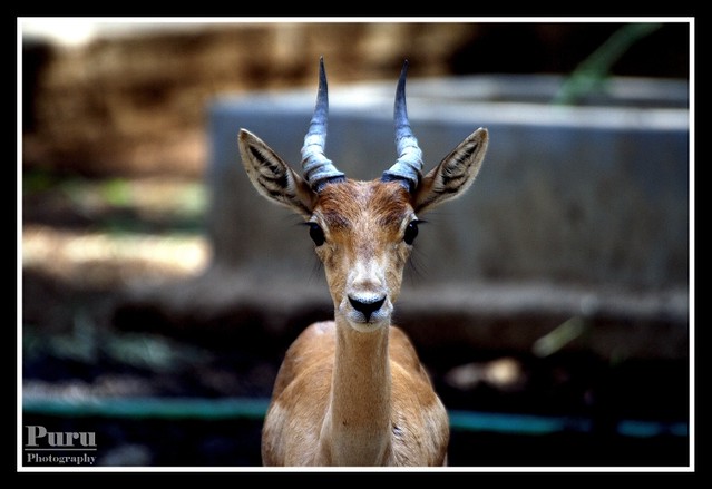 Bannerghatta National Park Bangalore India