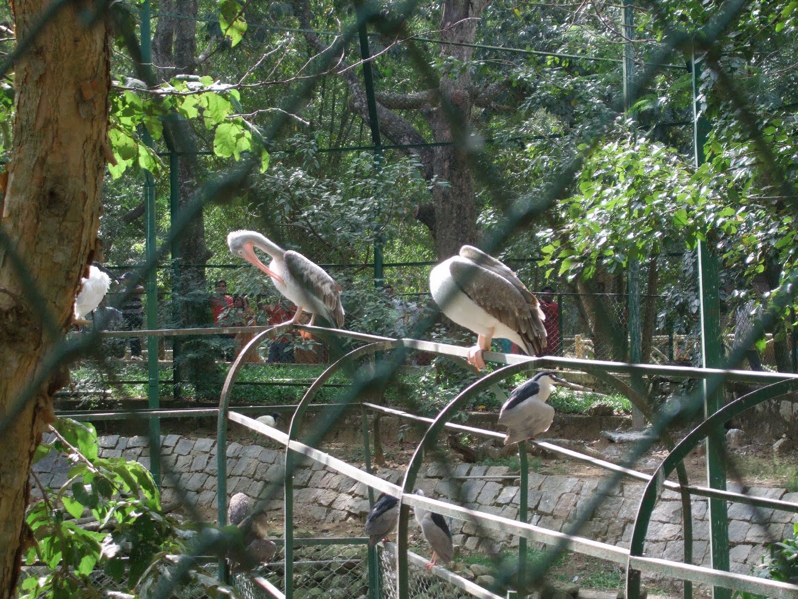 Bannerghatta National Park Bangalore Photos