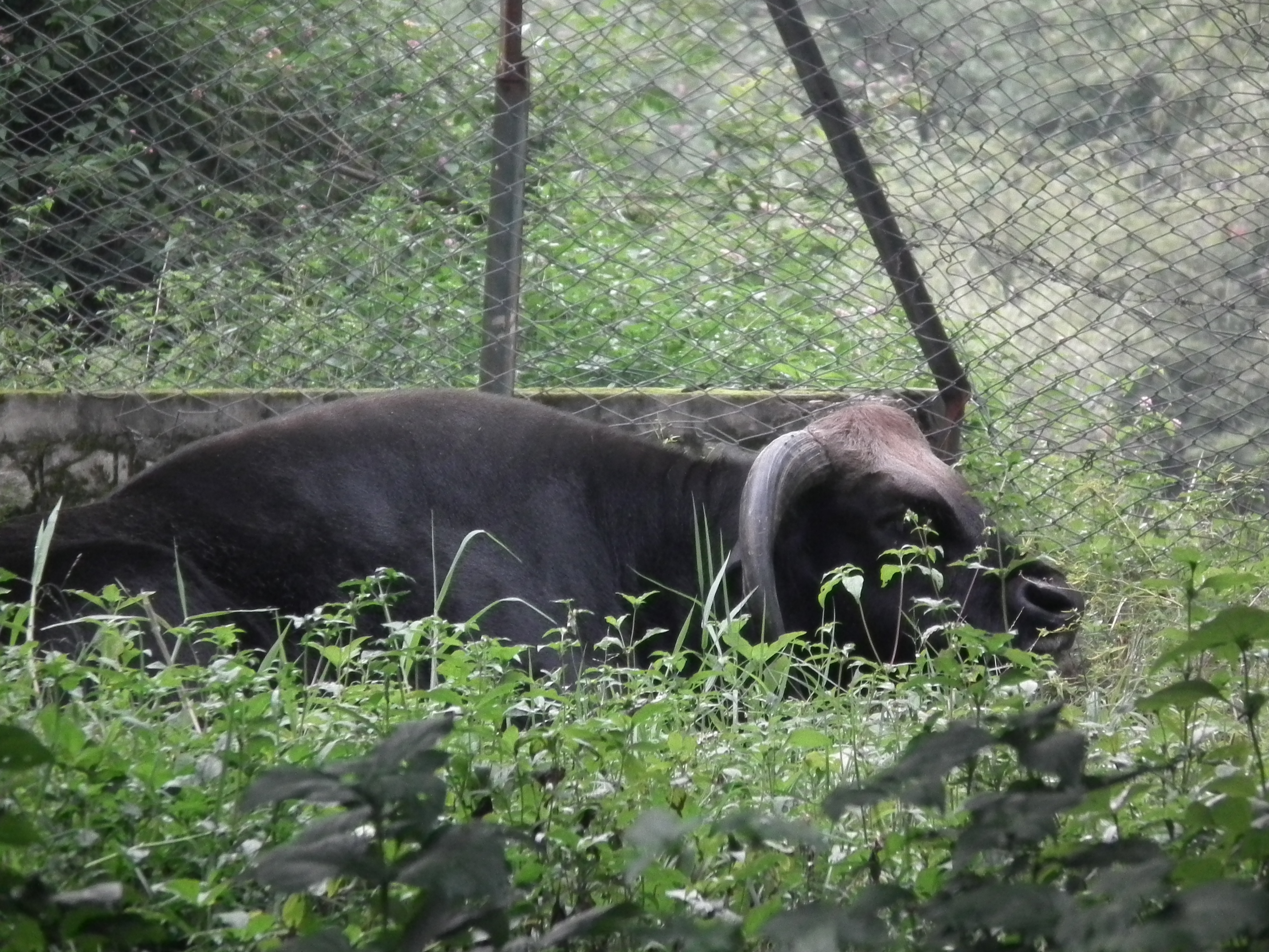 Bannerghatta National Park Bangalore Photos