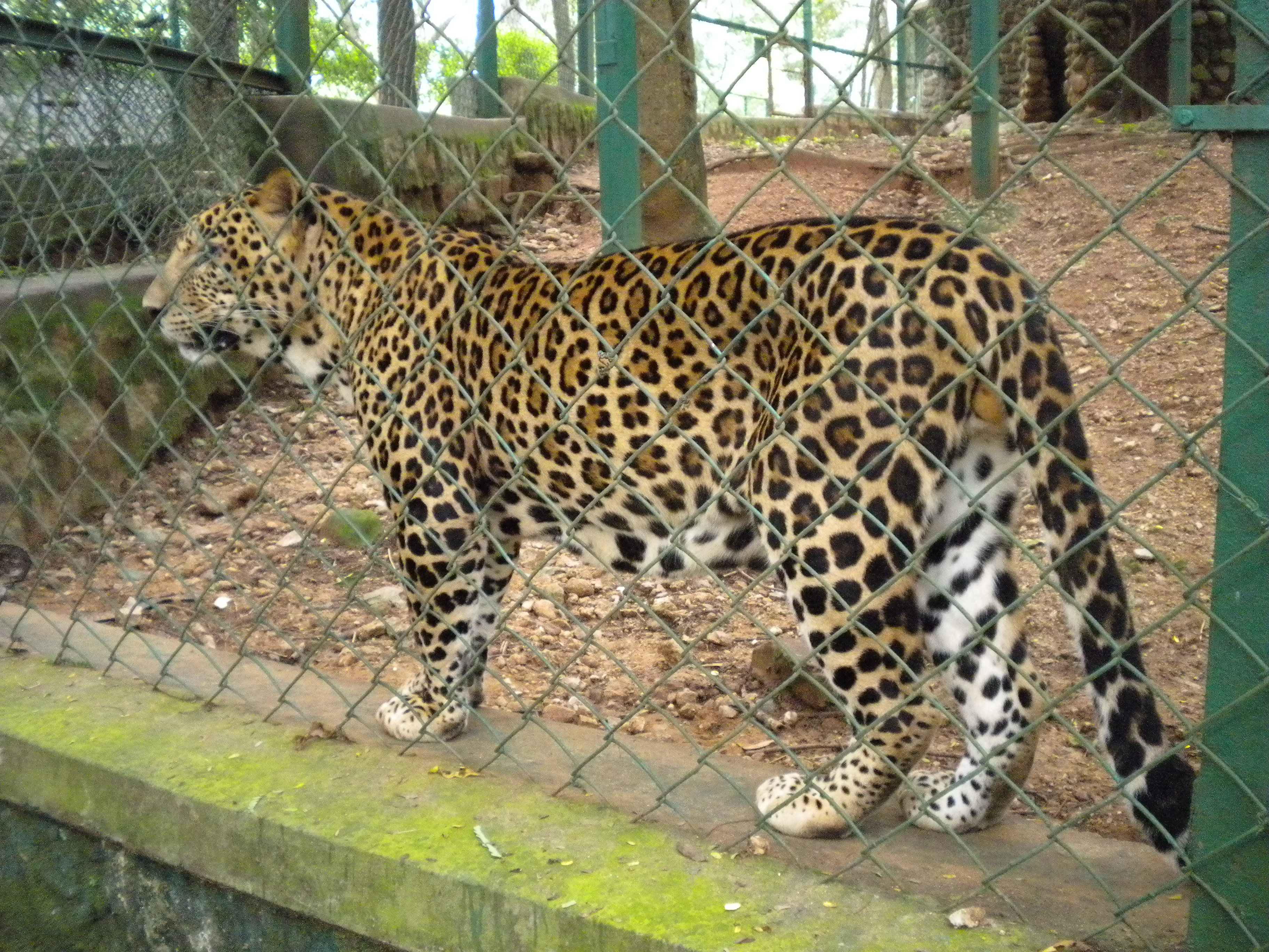 Bannerghatta National Park Bangalore Photos