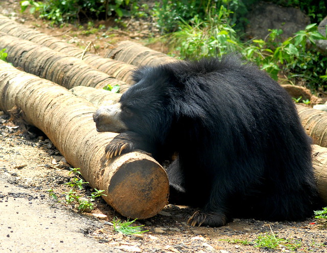 Bannerghatta National Park Bangalore Photos