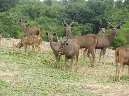 Bannerghatta National Park Bangalore Safari Timings