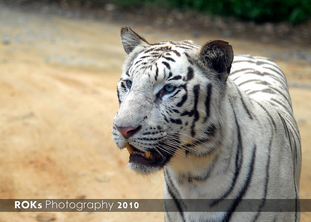 Bannerghatta National Park Bangalore Safari Timings