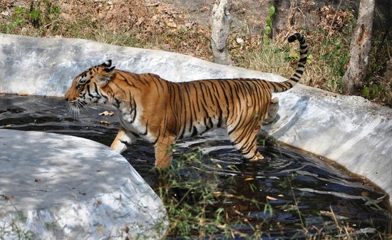 Bannerghatta National Park Bangalore Safari Timings