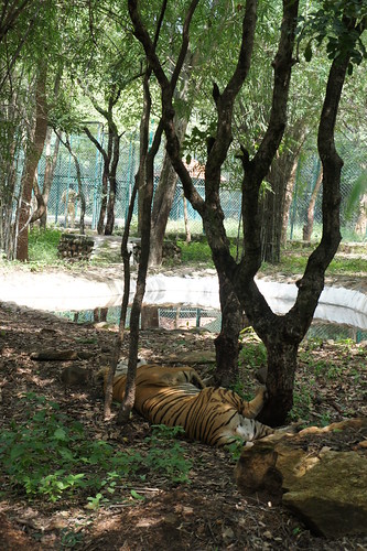 Bannerghatta National Park Bangalore Safari Timings