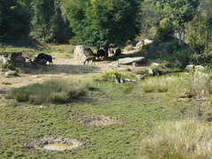 Bannerghatta National Park Bangalore Safari Timings