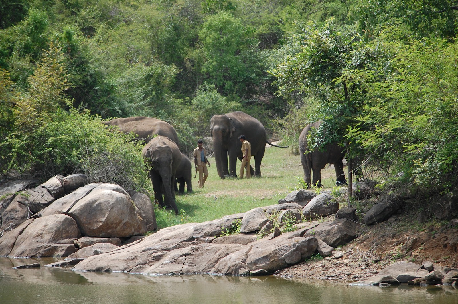 Bannerghatta National Park Bangalore Safari Timings