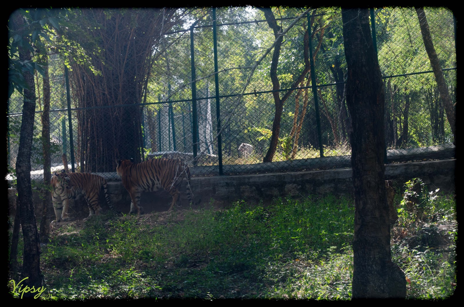 Bannerghatta National Park Bangalore Safari Timings