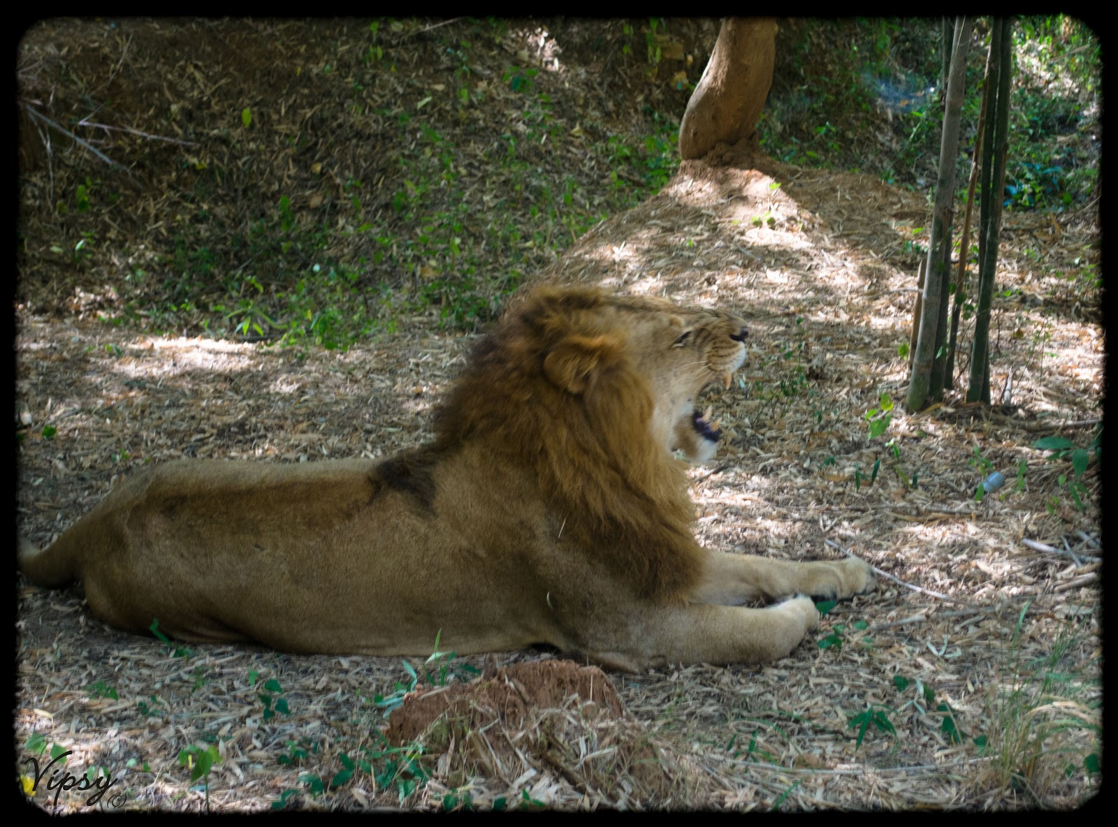 Bannerghatta National Park Bangalore Safari Timings