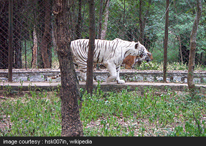 Bannerghatta National Park Pics