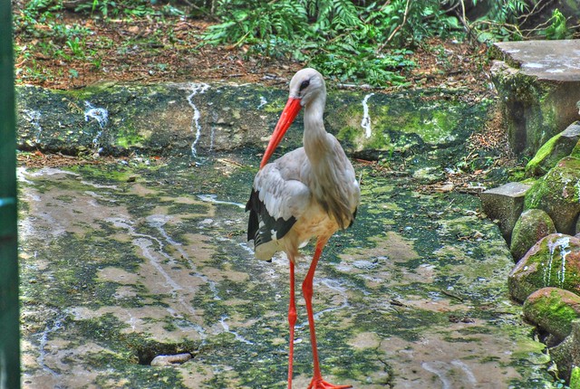 Bannerghatta National Park Pics