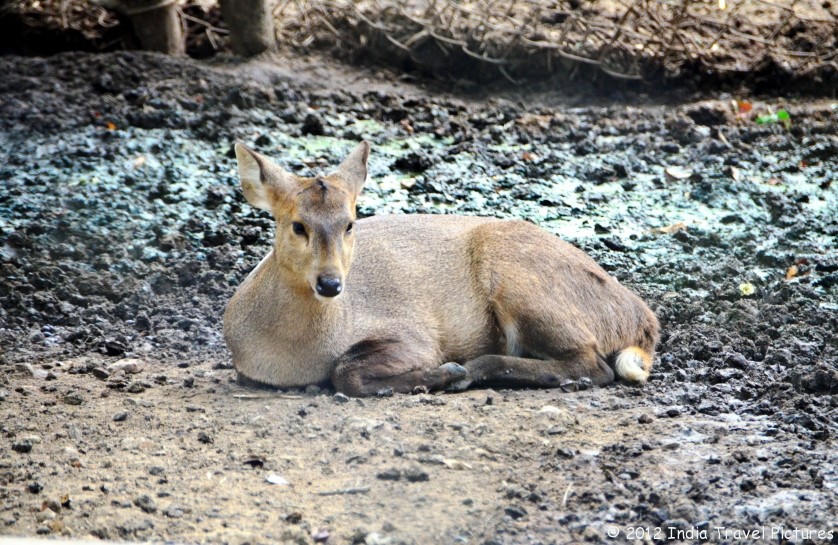 Bannerghatta National Park Safari Fee 2012
