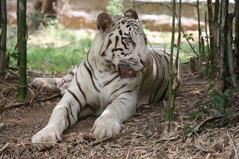 Bannerghatta National Park Timings On Saturday