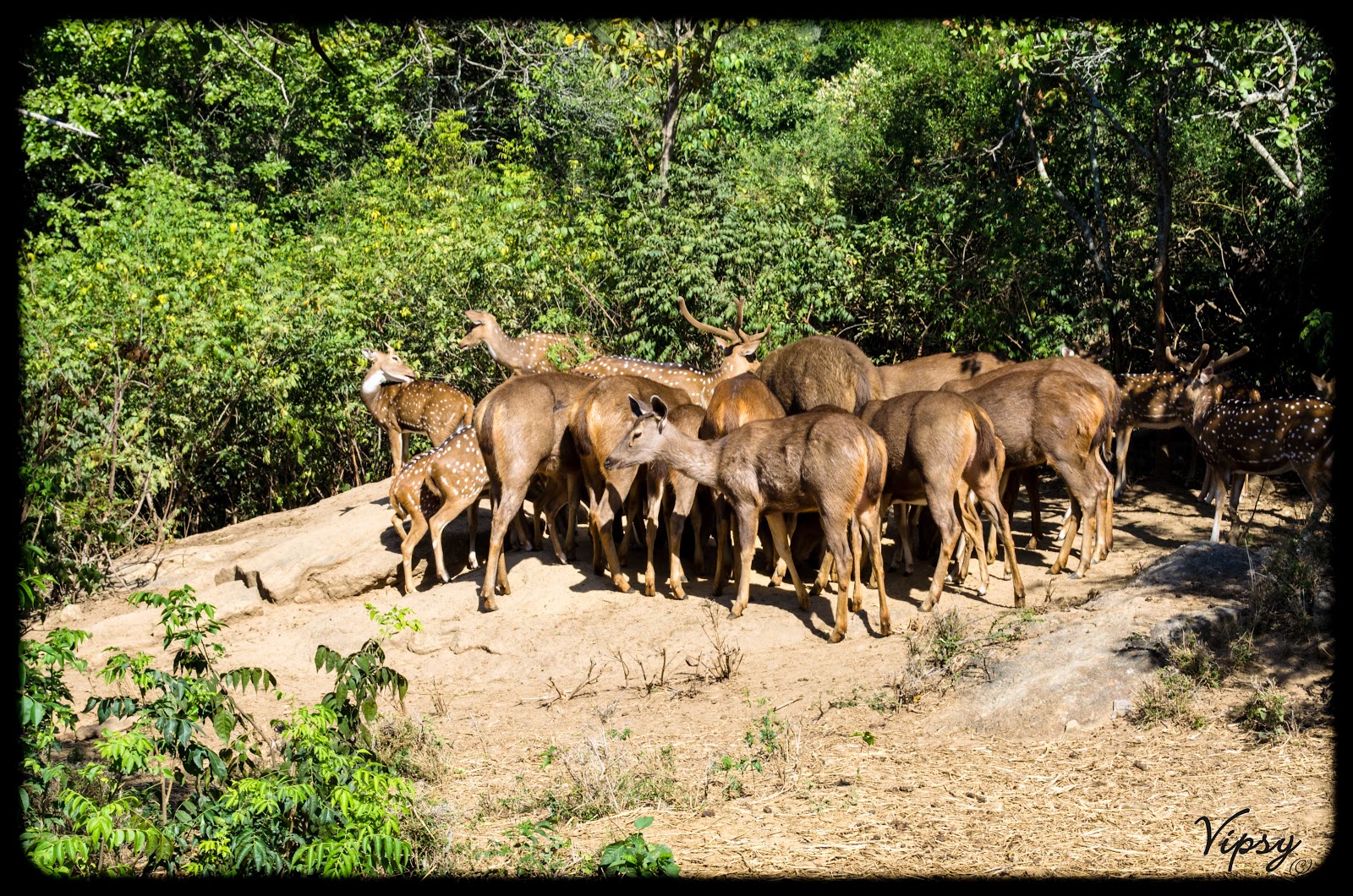 Bannerghatta National Park Timings On Saturday