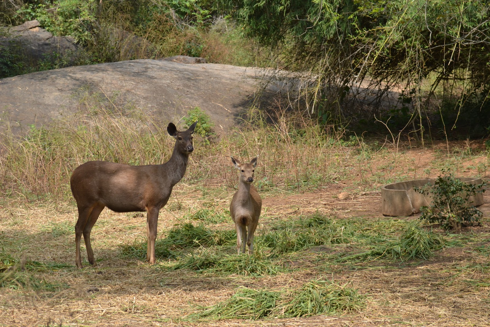 Bannerghatta National Park Timings On Saturday