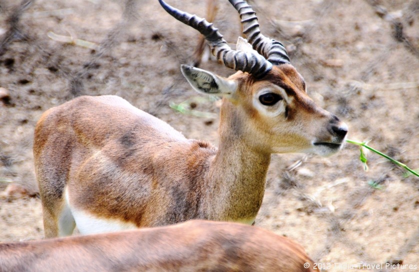 Bannerghatta National Park Timings Sunday