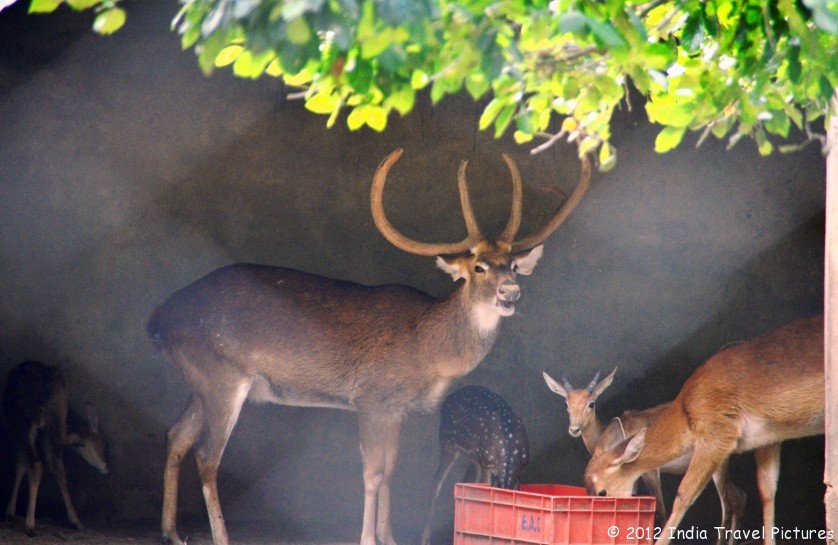 Bannerghatta National Park Timings Sunday