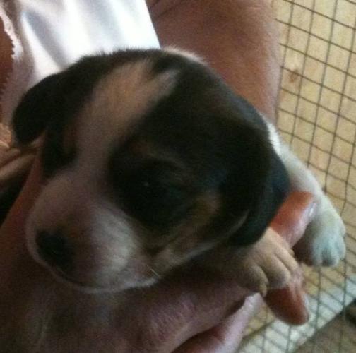 Beagle Puppies For Sale Perth