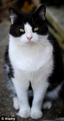 Black And White Cat