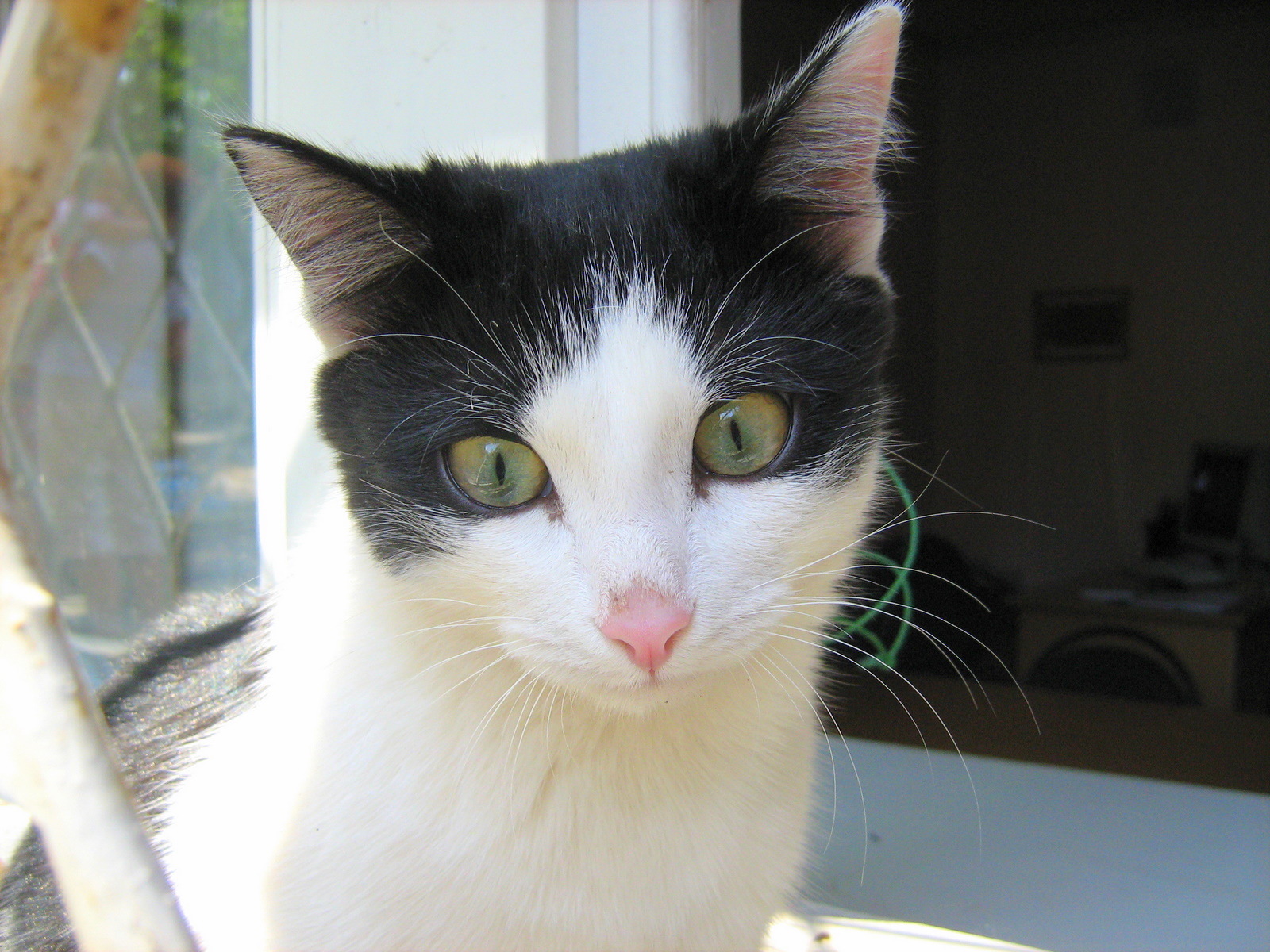 Black And White Cat