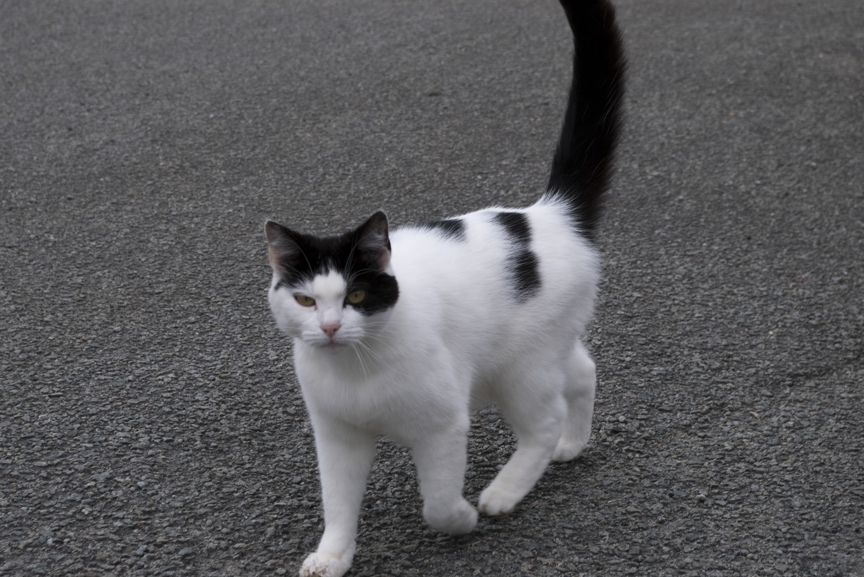 Black And White Cat