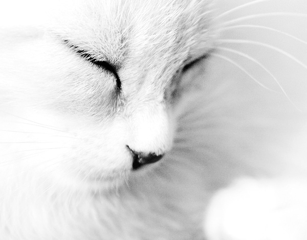 Black And White Cat Photography