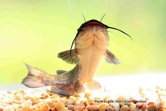 Black And White Catfish