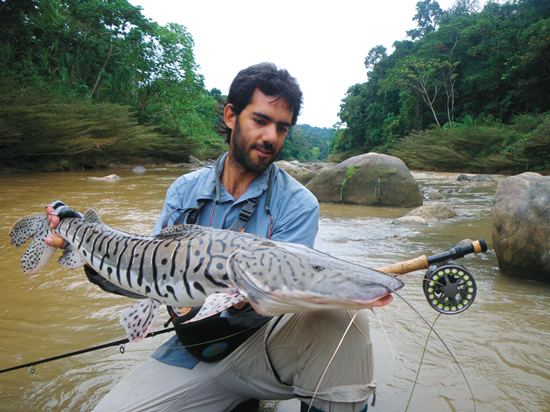 Black And White Catfish