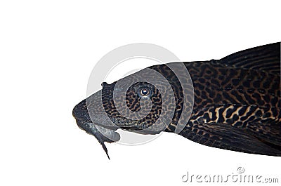 Black And White Catfish