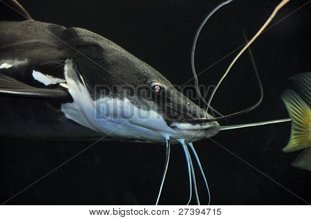 Black And White Catfish