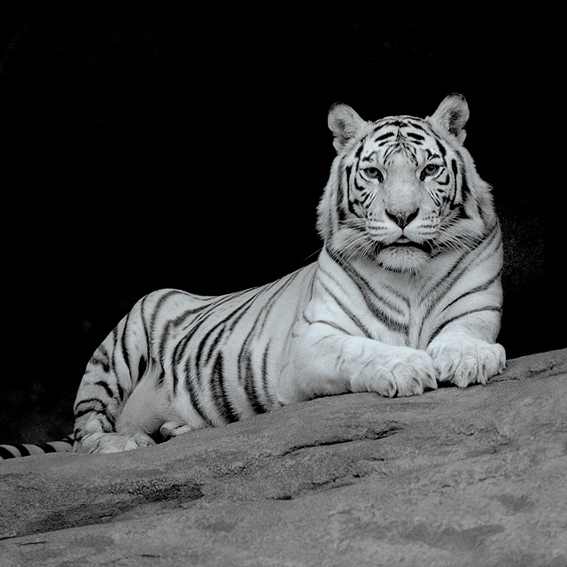 Black And White Photos Of Animals