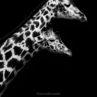 Black And White Photos Of Animals