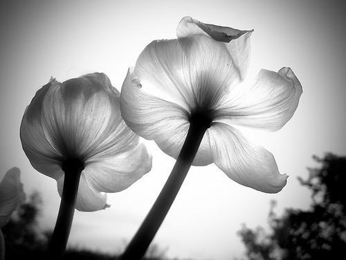 Black And White Photos Of Flowers