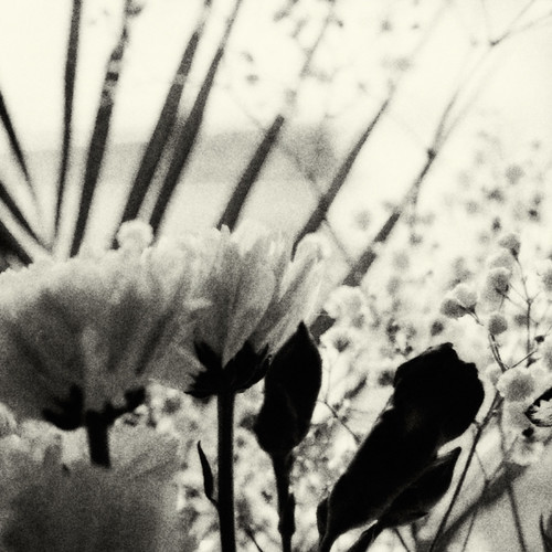 Black And White Photos Of Flowers
